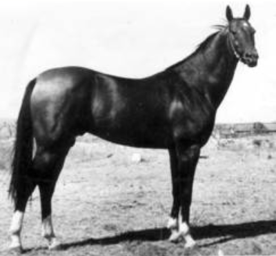 Gundogar, 1961