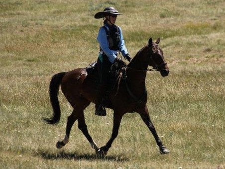 The Akhal-Teke