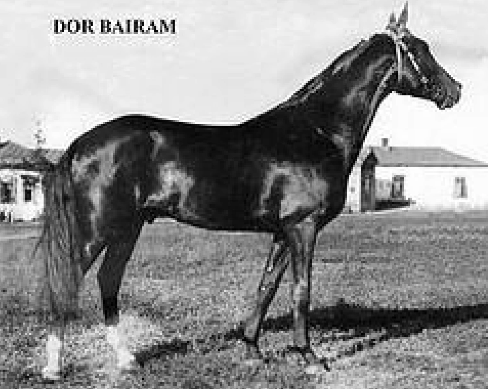 Dor Bairam