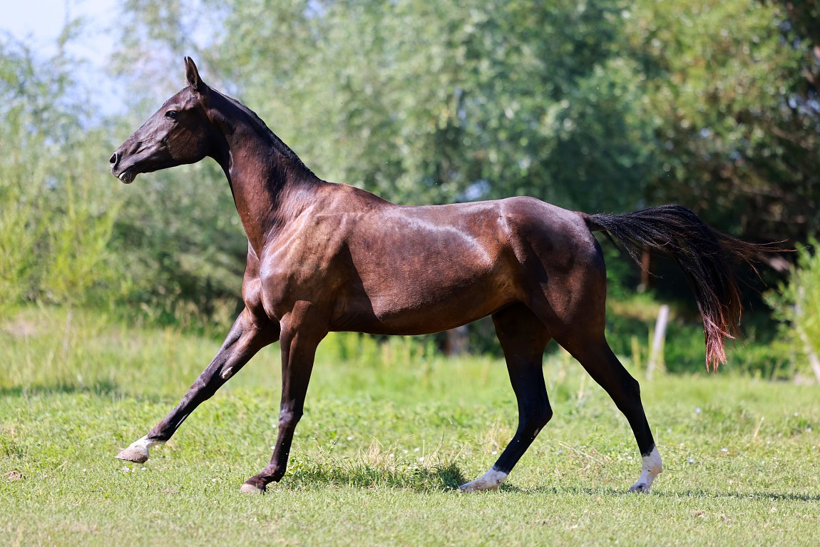 Sikyrly-Dacor - Keity-Shael x Sapaly