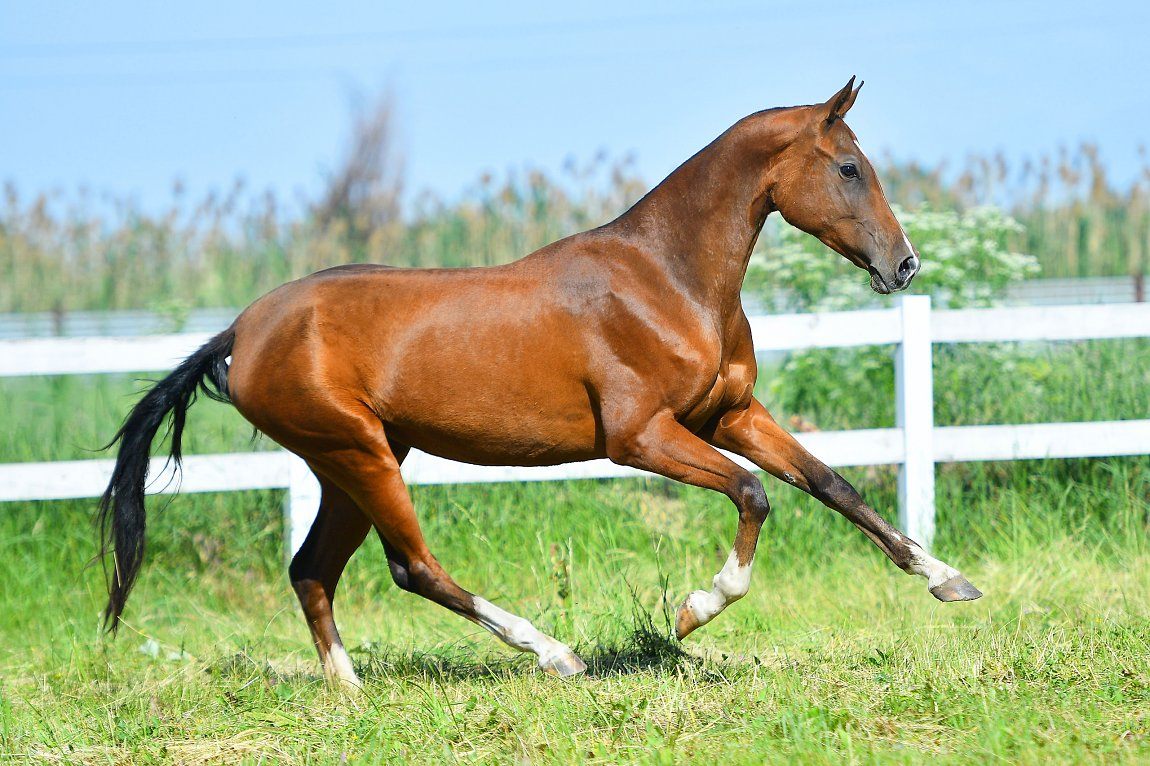 Atakty-Dacor - Khorezm x Angime