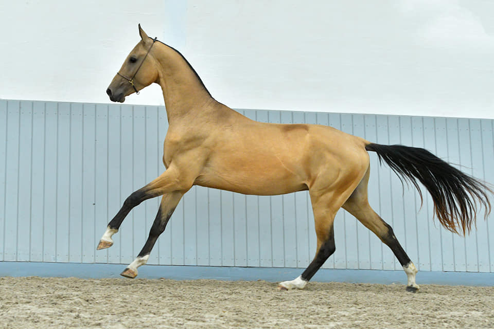 Pairregin - Pair x Regina, 2015, Sovkhoz-II