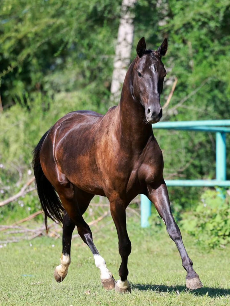 Arcana Akhal-Tekes – Your Origin Story Starts Here – Akhal-Tekes and Chaar  Appaloosas., image size:768x1024