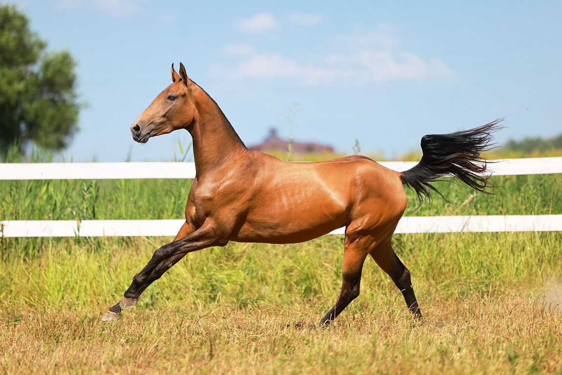 Badam-Dacor - Miras x Balsheker