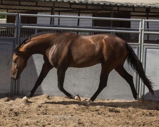 Gudrat - Marat x Gazelle, 2017, Gelishikli