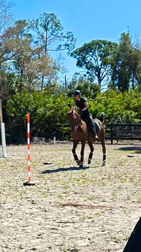 PSG Akhal-Teke Stallion in Working Equitation Demo
