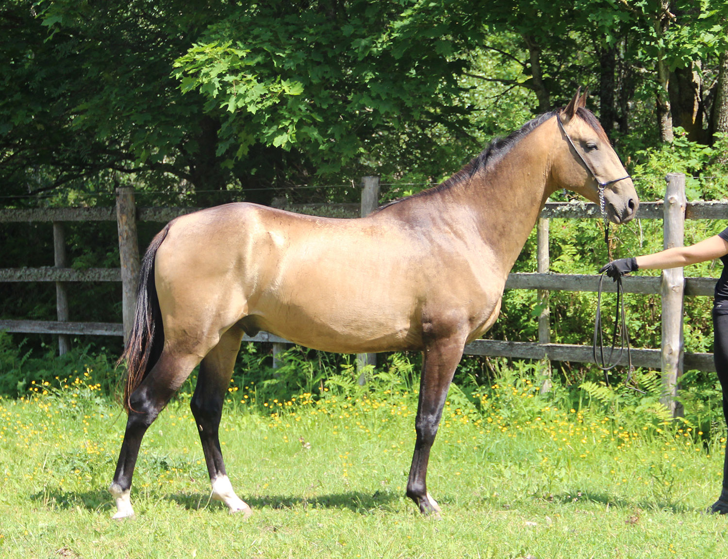 CHALYSH EST, Chirchiq A x Ordaliya EST