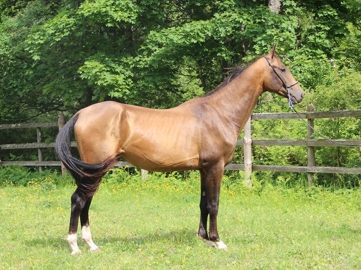 CHARTAK EST, Chirchiq A x Akargul