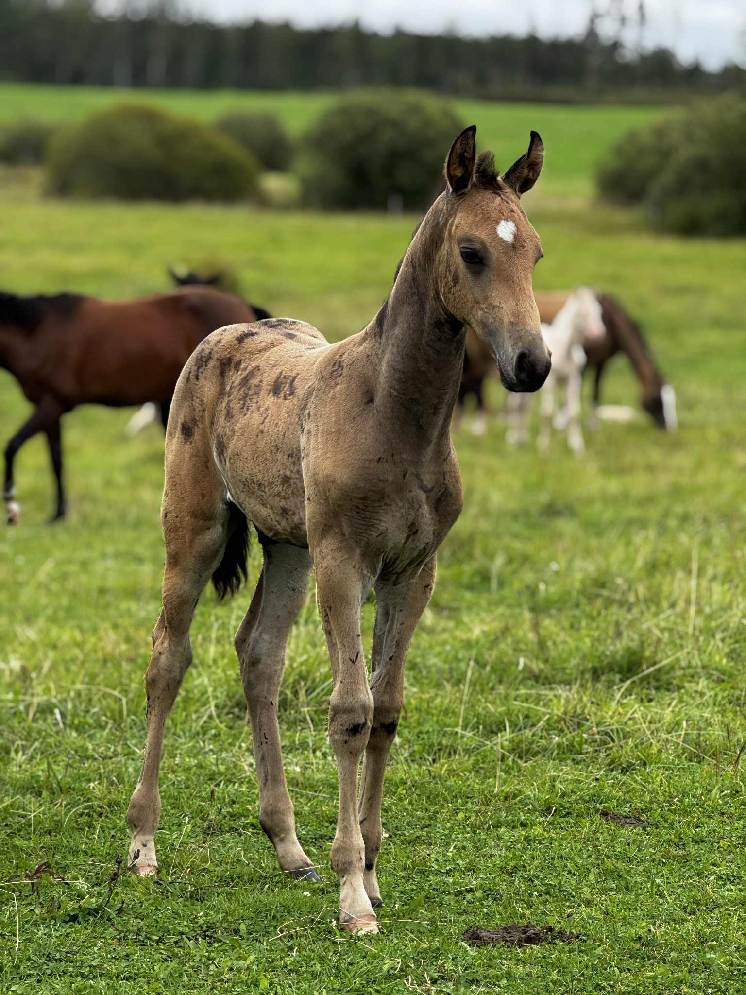 CHAYAN EST - Chirchiq A x Ordaliya EST