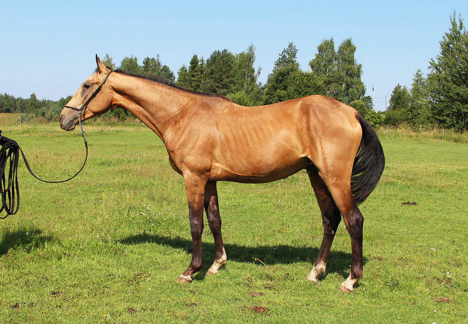 CHEBERJAN EST, Chirchiq A x Ordaliya EST