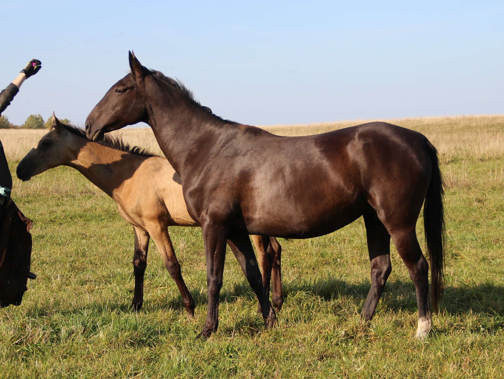 OKGUNLY EST, Myrat x Ozariya