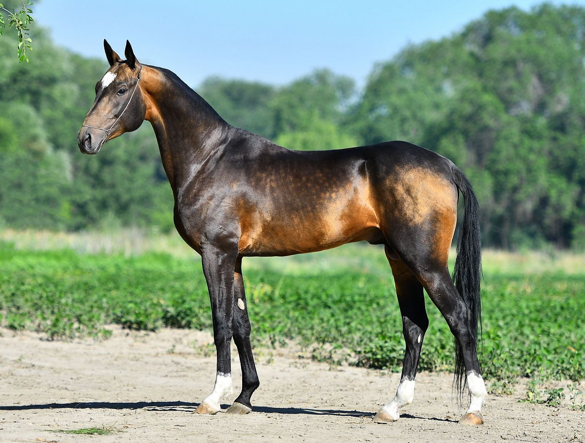 Gappar-Dacor - Pamel-Kan x Gulbakhram-Dacor