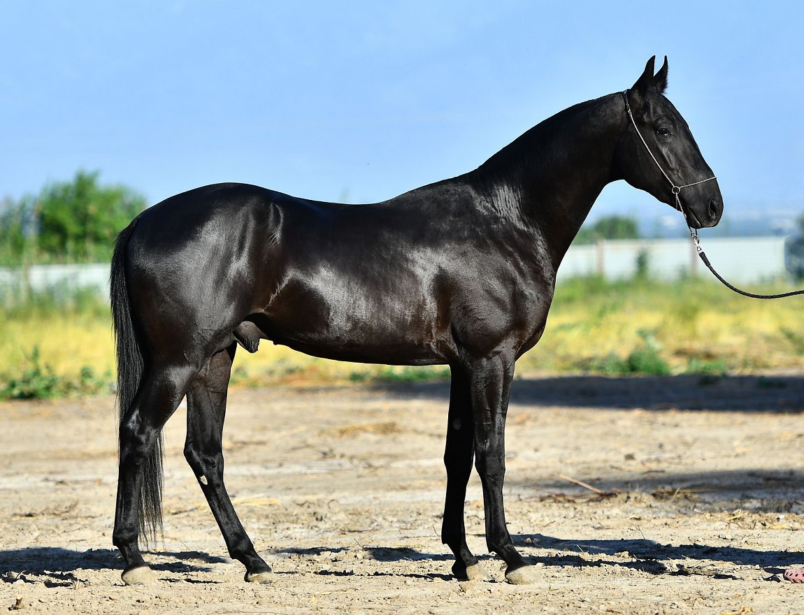 KUMAR-DACOR, Monmartr x Kassandra-Dacor