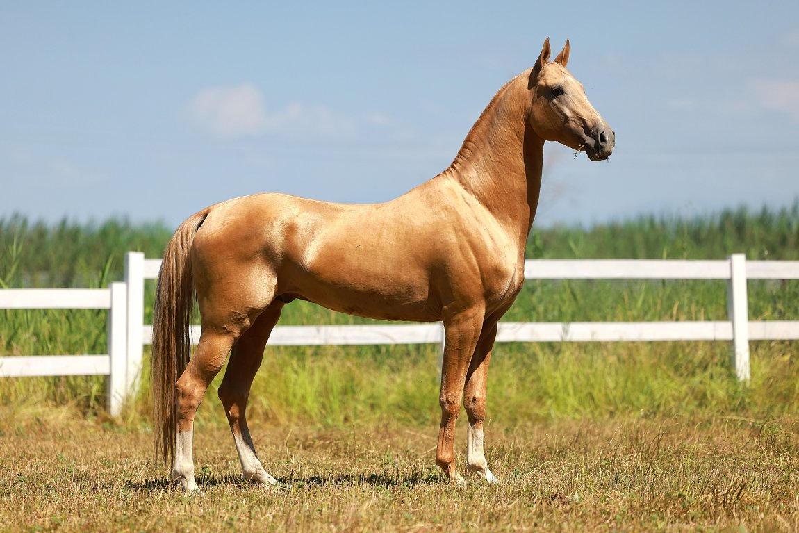 KERUEN-DACOR, Khorezm x Kassandra