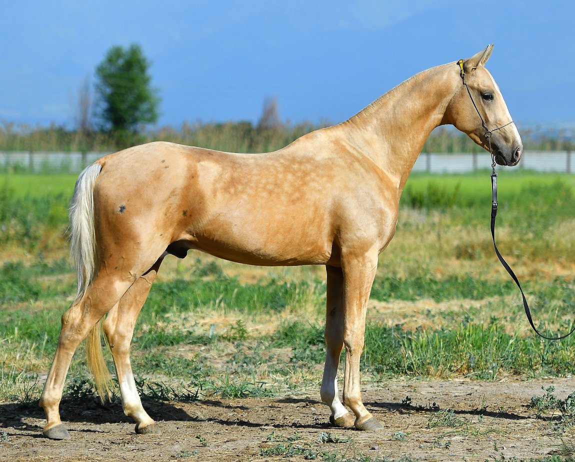 SUNKAR-DACOR, Radjh x Sulgun