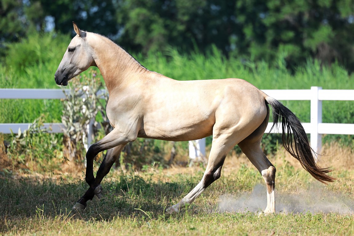 GUNESH-DACOR, Suyinshi x Dacor-Gulnisa-Dacor