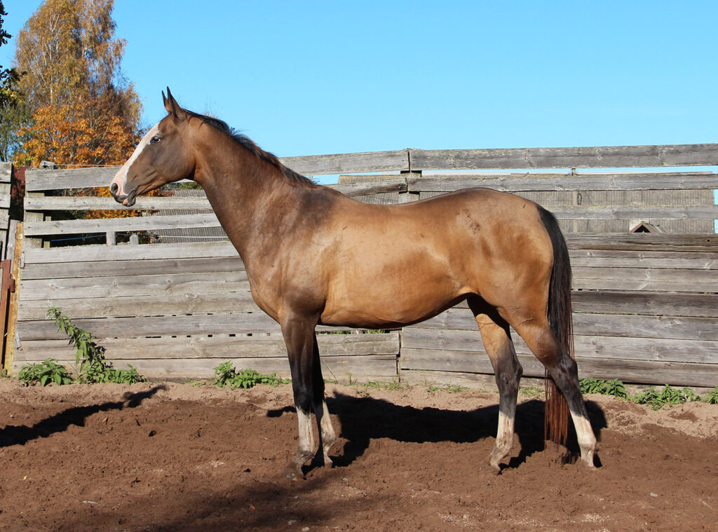 Featured International Sale: Mare Faza EST