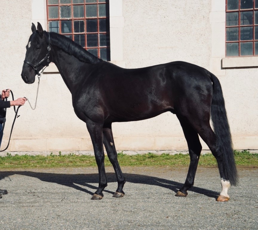 Aydogdy - Real x Orbita