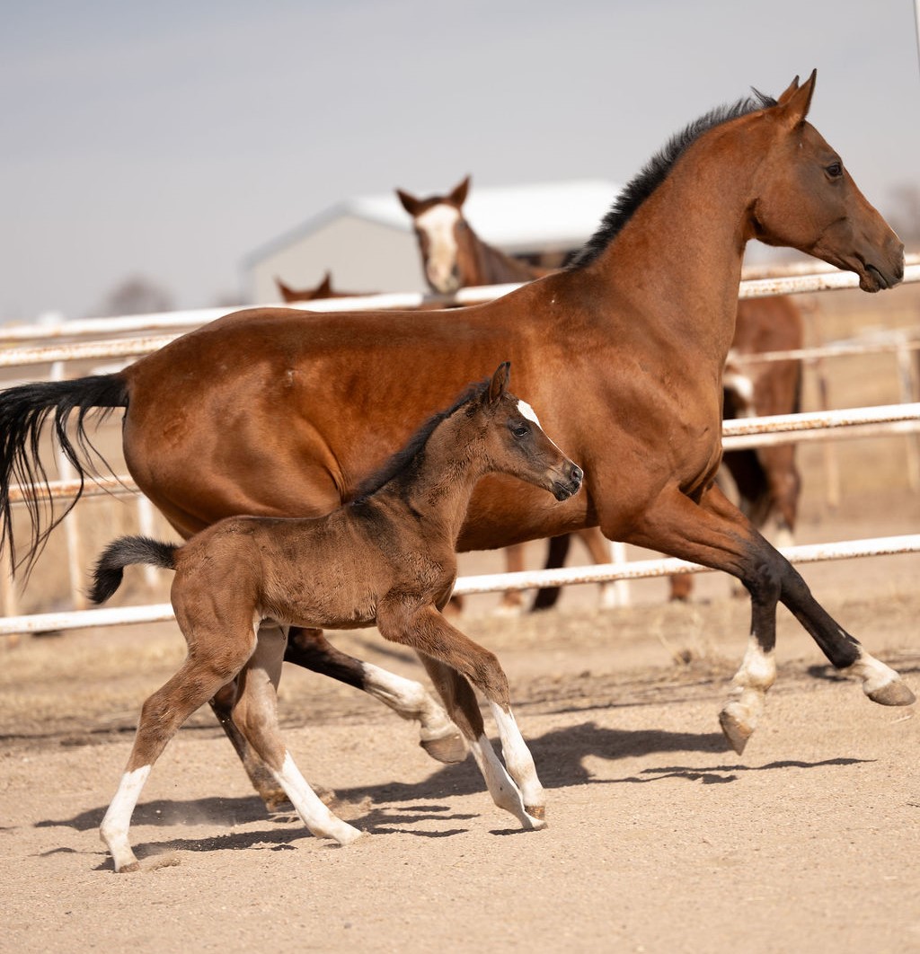 Atakty-Dacor - Khorezm x Angime