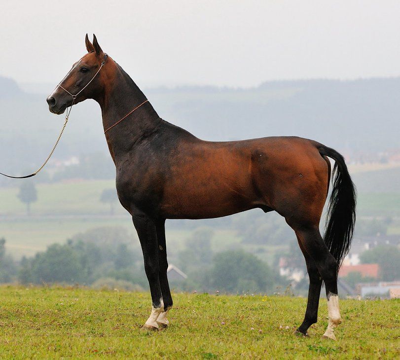 Perengistan - Karar x Pudokkhan, 2003, Kaplan Line