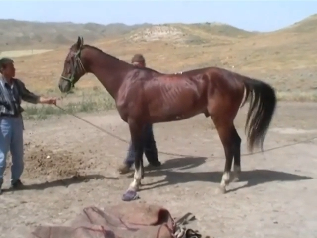 Louise Firouz with Turkoman Horses
