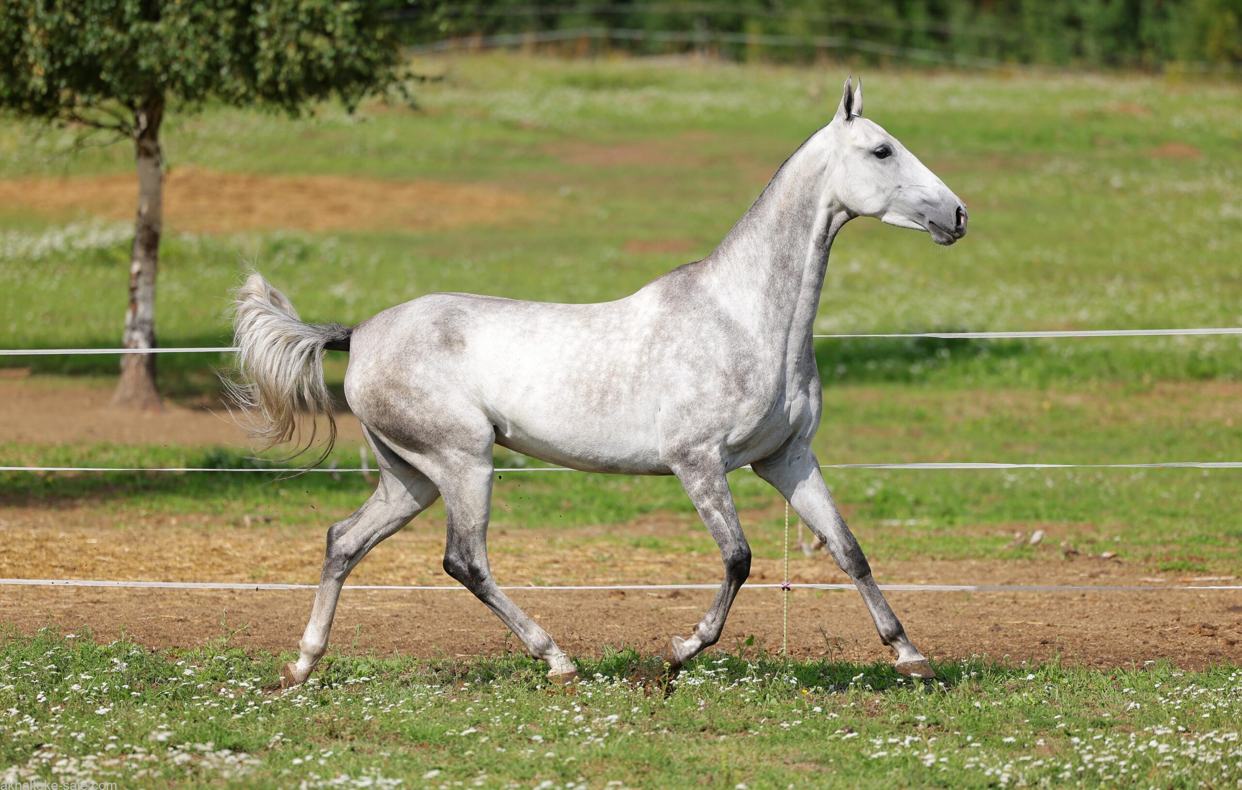 Gabanna - Gektor-Geli x Kristinga-Nemo