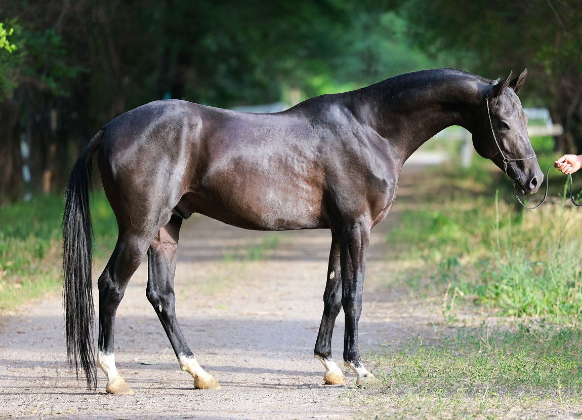 Sagaday-Dacor - Oraz-Polot x Syrlasyn