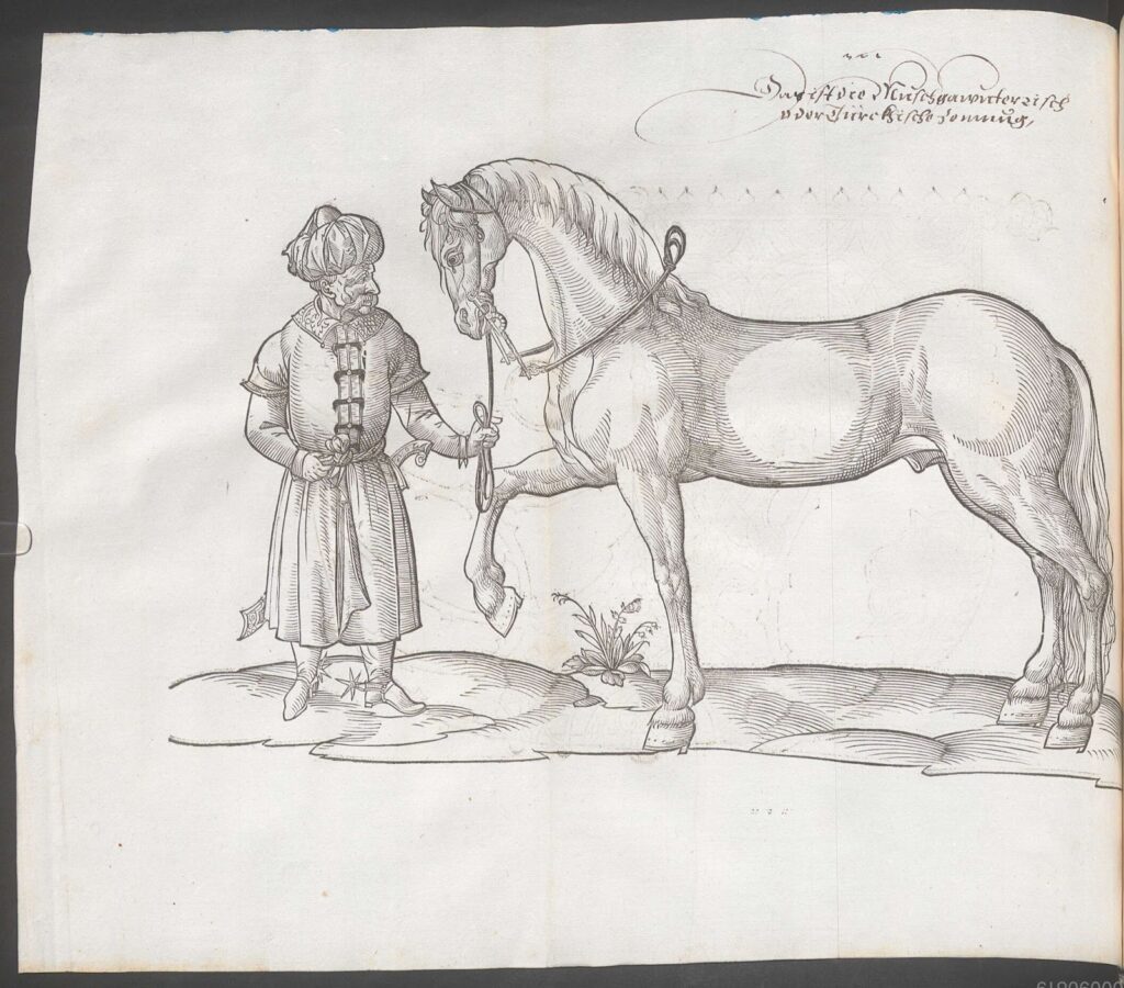 16th Century Turkish Horse Illustration